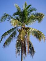 Nahansicht von das Kokosnuss Baum mit Blau Himmel wie ein schön Hintergrund. foto