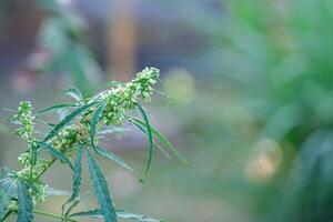 Nahansicht von Cannabis Pflanze wachsend von das Boden. Hanf Grün Blätter zum medizinisch foto