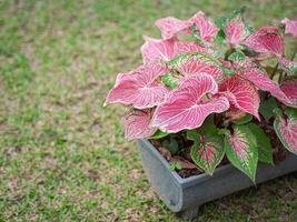 schön Caladium zweifarbig oder Königin von das belaubt Pflanzen. bunt von bon Blätter im das Garten foto