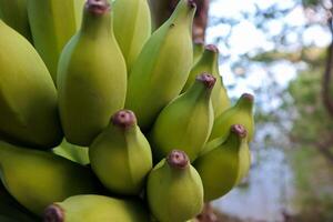 Nahansicht roh Banane auf das Baum mit selektiv Fokus foto