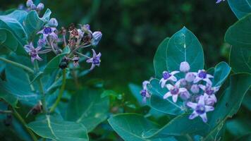 zwei Blau Blumen erscheinen zu blühen im das regnerisch Jahreszeit foto