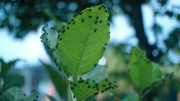 Grün fliegt lucilia sericata Stock zu breit Blätter foto