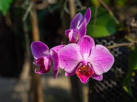 Nahansicht von schön lila Orchideen Blühen im das Garten foto