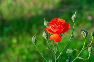 Nahansicht von Miniatur rot Rosen Blume Blühen mit natürlich Hintergrund im das Garten foto