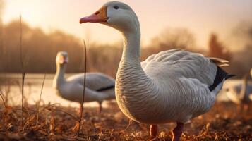 ai generiert Gans hoch Qualität Bild foto