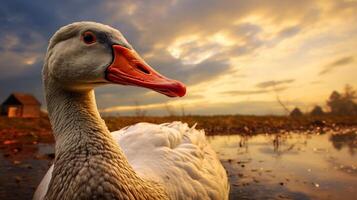 ai generiert Gans hoch Qualität Bild foto