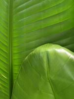 Strelitzia Nicolai. Strelitzia Blatt. Grün Blatt von ein Zimmerpflanze. Gemüse Grün Hintergrund foto