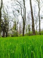 ein heiter Feld von Grün Gras mit majestätisch Bäume im das Hintergrund. ein Feld von Grün Gras mit Bäume im das Hintergrund foto