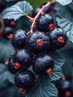 ai generiert dunkel, glänzend schwarze Johannisbeeren gebündelt, Sprengung mit Reich Farbtöne, ein visuell Symphonie, ai generiert. foto