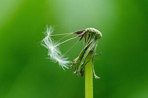 Löwenzahn auf ein Hintergrund von Grün gras foto