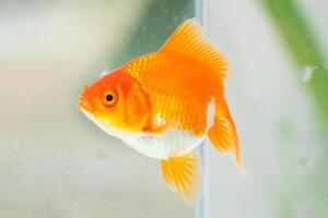 Oranda Goldfisch im Aquarium Fisch Panzer schließen oben foto