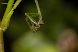 männliche Mantis, die eine Raupe jagen