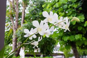 schöne Orchideenblume, die im Blumenhintergrund des Gartens blüht foto