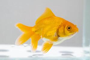 Oranda Goldfisch im Aquarium Fisch Panzer schließen oben foto