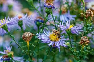 schön Blumen auf welche ein Wespe sitzt foto