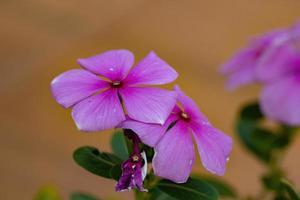 rosa Madagaskar-Immergrün-Blume foto