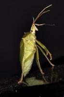 grüner Stinkkäfer foto