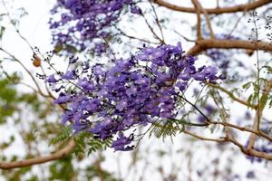 blauer Jacaranda-Baum foto