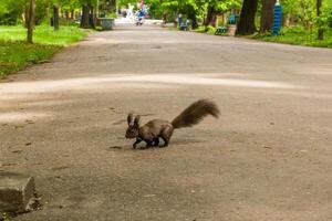dunkelbraunes Eichhörnchen schwarz, grau foto