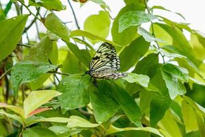 Makro schön Schmetterling Idee Leukonoe foto