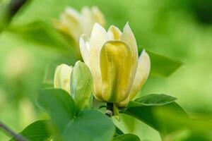 schön Magnolie Ast während Gelb blühen foto