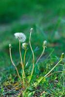 Löwenzahn auf ein Hintergrund von Grün gras foto