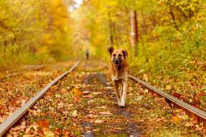 Herbst Wald durch welche ein alt Straßenbahn Fahrten Ukraine und rot Hund foto
