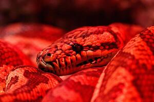 schön Paar von Drachen Küsten Teppich Python foto
