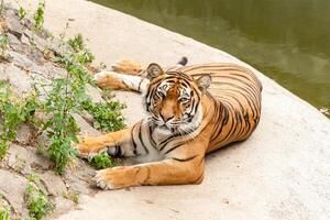 Tiger, der in der Natur nahe dem Wasser ruht foto