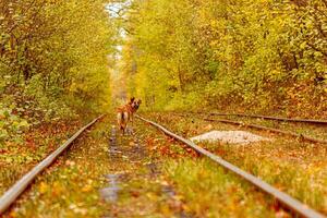 Herbst Wald durch welche ein alt Straßenbahn Fahrten Ukraine und rot Hund foto