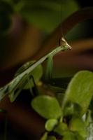 kleine Mantis-Nymphe