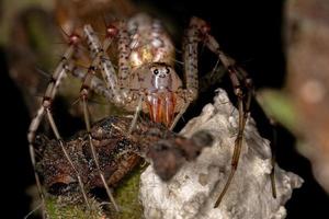 erwachsene weibliche Luchsspinne foto