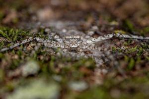 erwachsene Langspinnerspinne foto