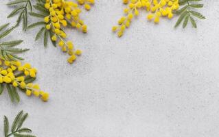 Mimose Blumen auf grau Beton Hintergrund foto