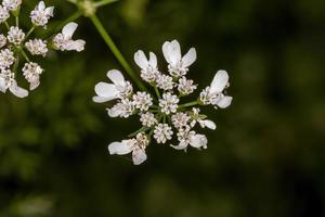 Korianderblüte im Detail foto