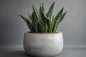 ai generiert Sansevieria grau Topf. generieren ai foto