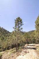 Landschaften und Wanderwege von das schön Natur von das Sierra de Cazorla, jaen, Spanien. Natur Ferien Konzept. foto