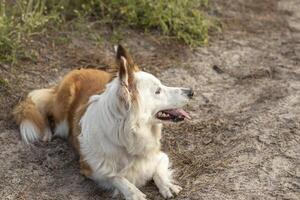 das die meisten schön Hund im das Welt. lächelnd charmant bezaubernd Zobel braun und Weiß Rand Collie , draussen Porträt mit Kiefer Wald Hintergrund. berücksichtigt das die meisten intelligent Hund. foto