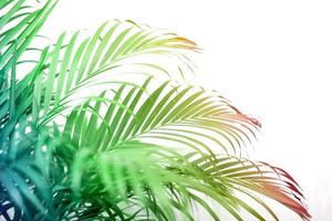 buntes tropisches Palmenblatt mit Schatten auf weißer Wand foto