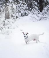 Jack Russell Terrier über die Natur im Winter
