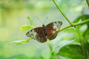 ein braun Schmetterling Euthalie Aconthea foto