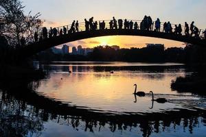 zwei schwarze Schwäne auf dem See, während die Leute auf der Brücke einen wunderschönen Sonnenuntergang beobachten. Ibirapuera Park, Sao Paulo, Brasilien foto