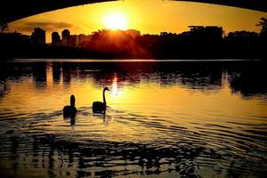 Silhouetten von zwei Schwänen auf dem See bei Sonnenuntergang. hinterleuchtetes Bild. Ibirapuera-Park, Sao Paulo, Brasilien. foto