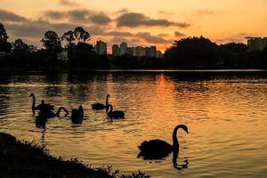 Silhouetten von Schwänen auf dem See bei einem wunderschönen Sonnenuntergang mit Stadtgebäuden im Hintergrund. hinterleuchtetes Bild. Ibirapuera Park, Sao Paulo, Brasilien foto