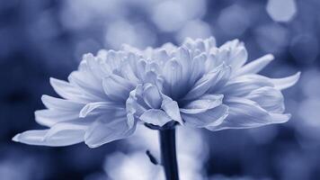 Rosa Chrysantheme Blumen mit Grün verwischen Hintergrund und cyan Farbe Stil foto