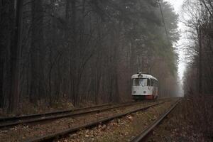 das Straßenbahn Fahrten auf das Schienen im das Wald. nebelig Tag im Herbst. ökologisch freundlich Stadt Transport. Kiew, Ukraine. elektrisch Straßenbahn. Nebel. hoch Schiff Kiefer Bäume.. Kiefer. Natur Landschaft. Wagen foto