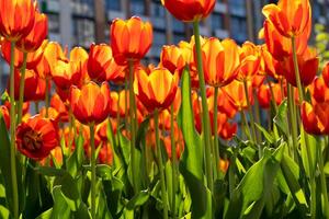 rot Tulpen Hintergrund. schön Tulpe. Blume Knospe im Frühling im das Sonnenlicht. Blumenbeet mit Blumen. Tulpe Nahansicht. rot Blume foto