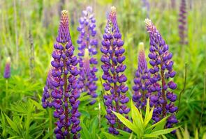 ein Feld von Blühen Lupine Blume. Lupinus, Lupine Wiese mit lila und Rosa Blumen. Sommer- Blume Hintergrund foto