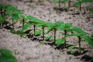 Sonnenblume Pflanze im das Garten. Sämlinge sind wachsen im das Boden im ein Gemüse Garten ein Reihe von Sämlinge. Landwirtschaft, Öko Bauernhof foto