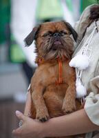 Hund Brüssel Griffon - - dekorativ Rasse von braun Farbe. gog ist Sitzung im ihr Waffen foto